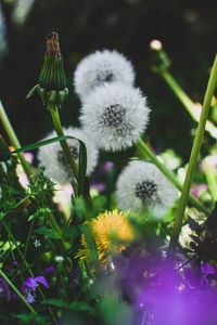 Close-up of white flowering plant