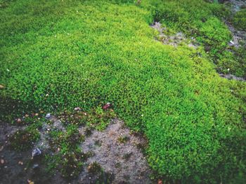 High angle view of sheep on field