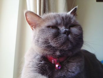 Close-up of a cat at home