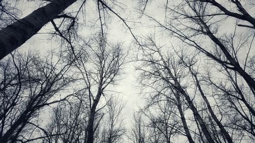 Low angle view of trees against sky