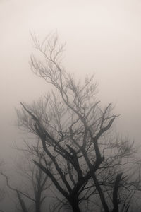 Low angle view of bare trees