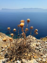 High angle view of plants by sea against sky