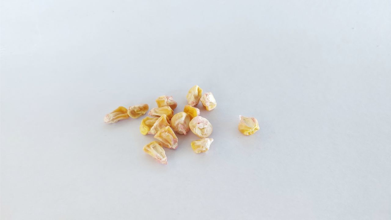 CLOSE-UP OF BREAD AGAINST WHITE BACKGROUND