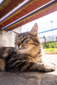 Close-up of cat resting