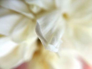 Close-up of white flower