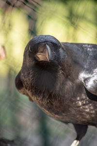 Close-up of owl perching