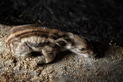 Close-up of cat sleeping