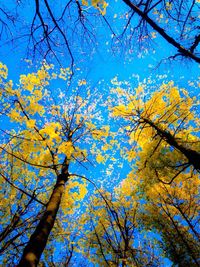 Low angle view of bare trees against sky