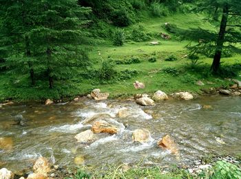 River flowing through forest