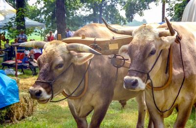 Portrait of cow