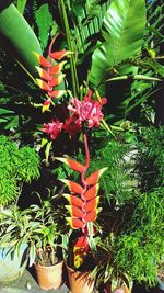 Plants growing on tree