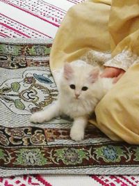 Close-up of cat relaxing on bed