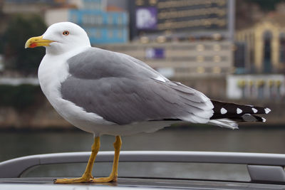 Close-up of seagull perching on railing