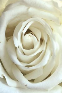 Close-up of white rose