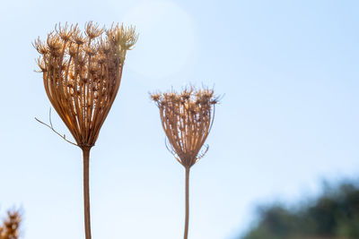 Low angle view of flowering plant against clear sky