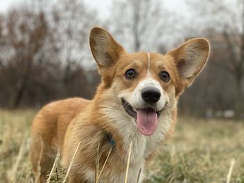 Portrait of dog sticking out tongue on land