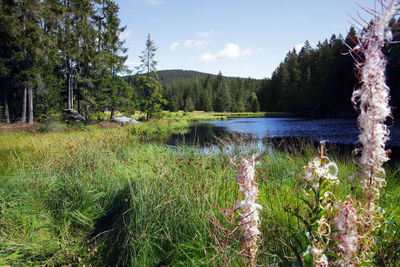 Scenic view of lake in forest against sky