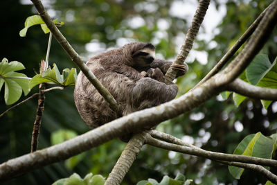 Sloth female with her baby