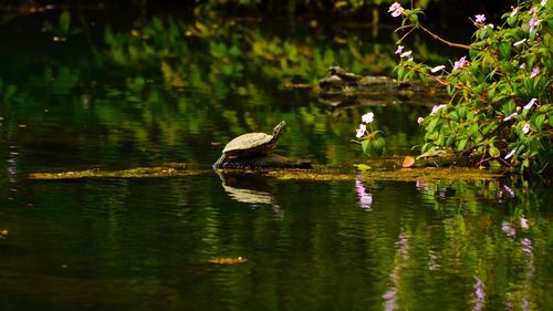 Birds perching on lake