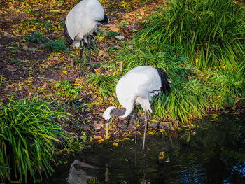 White bird on grass by water