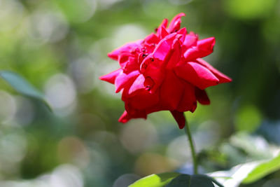 Close-up of pink rose flower