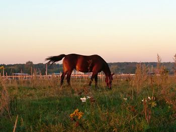 Horse grazing on field against clear sky
