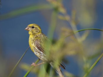 Close-up of bird perching on plant