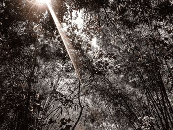 Low angle view of trees in forest against sky