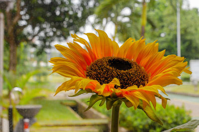 Close-up of yellow flower against blurred background