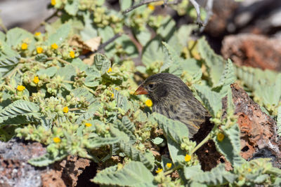 High angle view of bird on plant