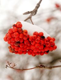 Rowan berries in winter