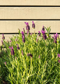Close-up of purple flowering plants