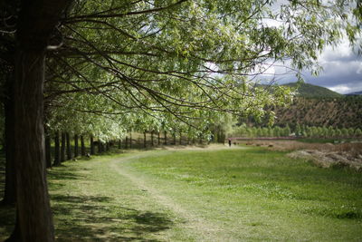 Trees on field by road against sky