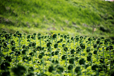 Plants growing on field