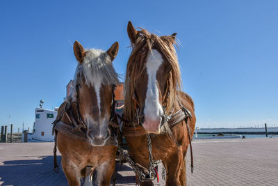 Horses in a horse against clear blue sky
