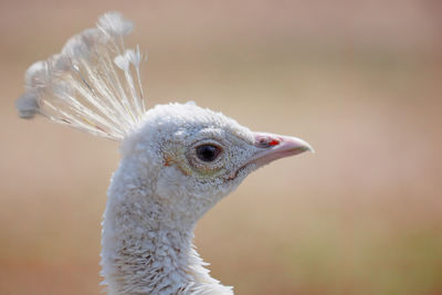 Close-up of a bird