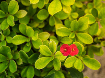 Close-up of red flowering plant