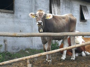 Cow standing in front of built structure