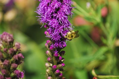 Bee pollinating on flower