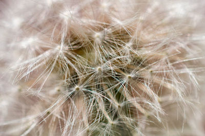 Close-up of dandelion on plant