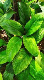 Full frame shot of green leaves