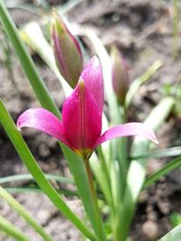 Close-up of purple flower blooming outdoors