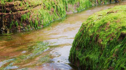 Close-up of moss growing on riverbank