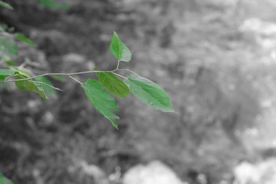 Close-up of leaves