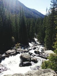 Scenic view of forest