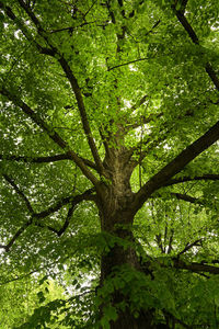 Low angle view of tree in forest