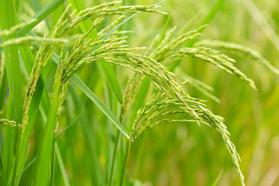 Close-up of wheat growing on field
