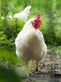 Close-up of a bird on field