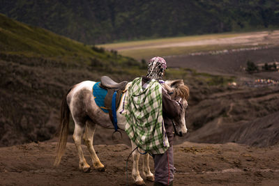 Rear view of horse standing on mountain