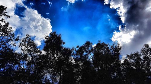 Low angle view of trees against blue sky